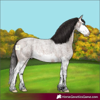 Horse Color:Bay Roan Splash