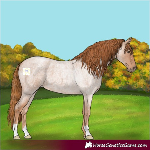 Horse Color:Red Roan 