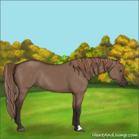 Horse Color:Liver Red Dun Rabicano