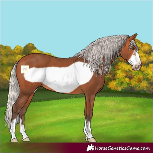 Horse Color:Silver Bay Frame 