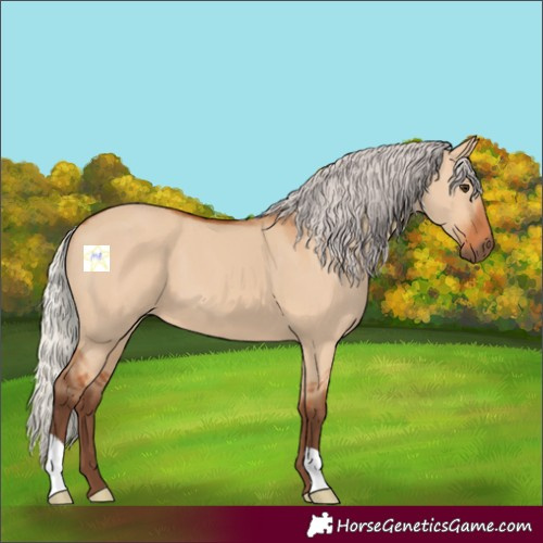Horse Color:Silver Bay Dun 