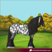 Horse Color:Gray Blue Roan Appaloosa 