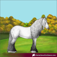Horse Color:Gray Blue Roan Appaloosa