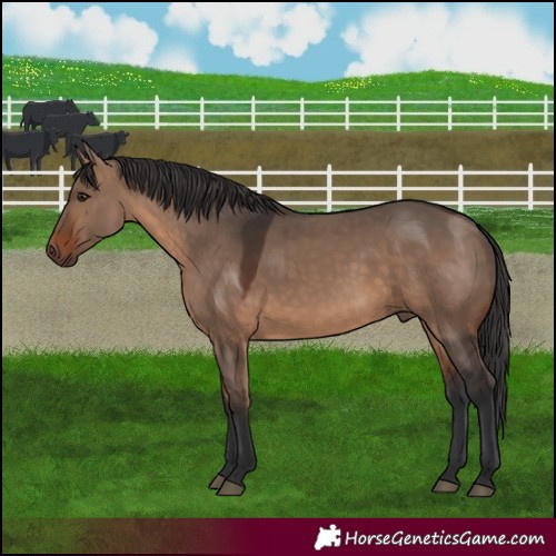 Horse Color:Brown Dun 