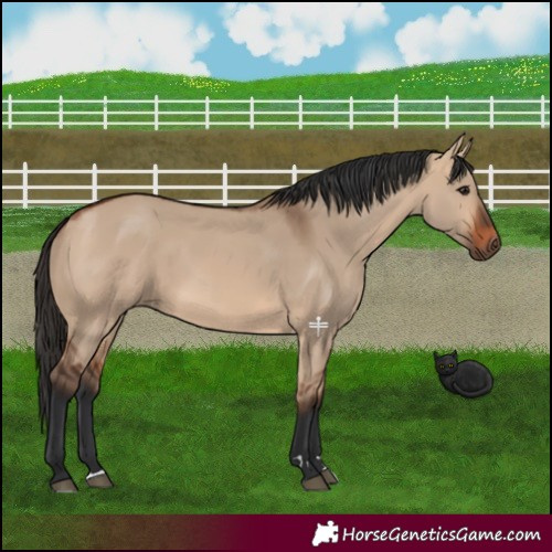 Horse Color:Bay Dun 