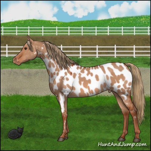 Horse Color:Red Dun Near Leopard 