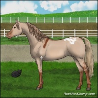 Horse Color:Red Dun Appaloosa