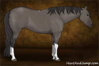 Horse Color:Buckskin Dun Tobiano