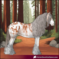 Horse Color:White Spotted Bay Appaloosa 
