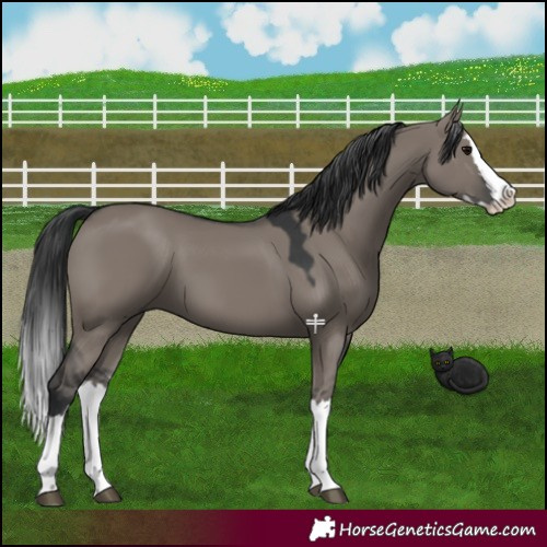 Horse Color:Grullo Splash 