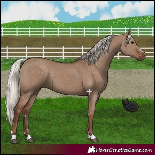 Horse Color:Silver Grullo 