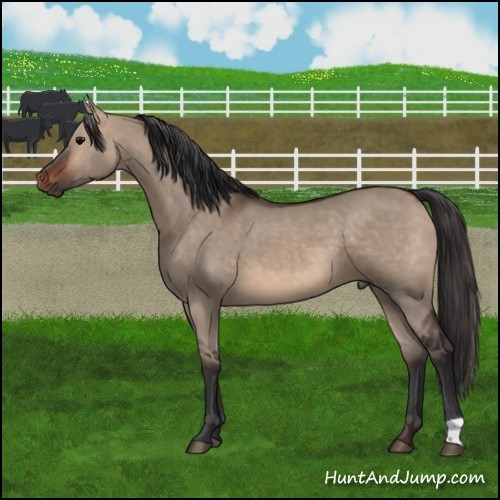 Horse Color:Brown Dun 
