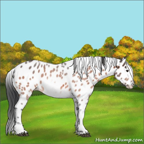 Horse Color:White Spotted Brown Appaloosa 