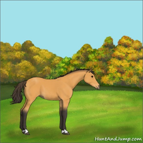 Horse Color:Buckskin 