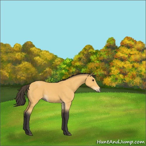 Horse Color:Buckskin 