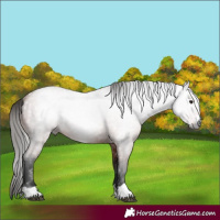 Horse Color:Gray Bay Roan 