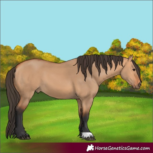 Horse Color:Bay Dun 