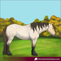 Horse Color:Buckskin Roan Dun 