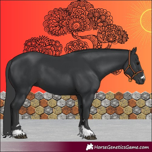 Horse Color:Black 