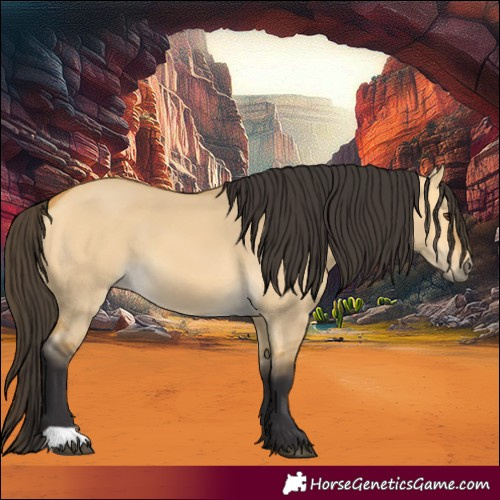 Horse Color:Buckskin Dun 