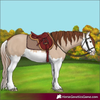 Horse Color:Red Dun Splash 