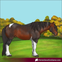 Horse Color:Brown Tobiano