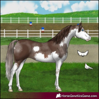 Horse Color:Liver Chestnut Splash 