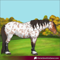 Horse Color:Bay Roan Near Leopard