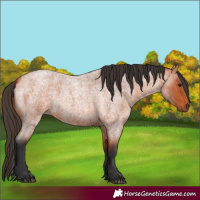 Horse Color:Bay Roan 