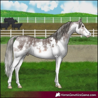 Horse Color:Liver Chestnut Mushroom Sabino Splash 