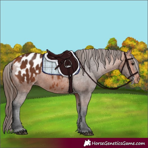 Horse Color:Bay Appaloosa