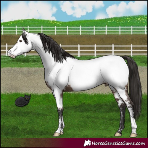 Horse Color:Liver Red Dun Appaloosa 