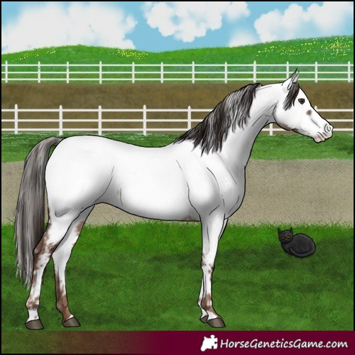 Horse Color:Liver Red Dun Appaloosa 