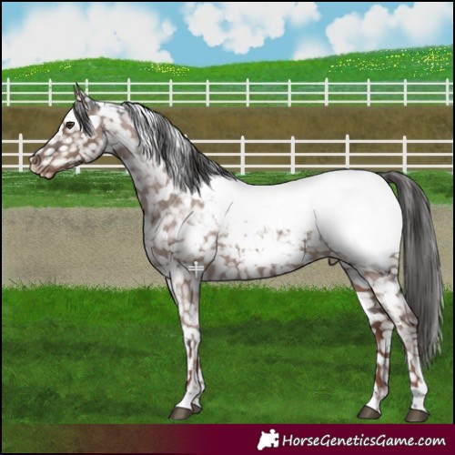 Horse Color:Liver Red Dun Appaloosa 
