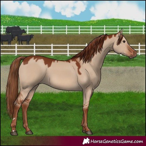 Horse Color:Red Dun 