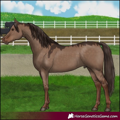 Horse Color:Liver Red Dun 