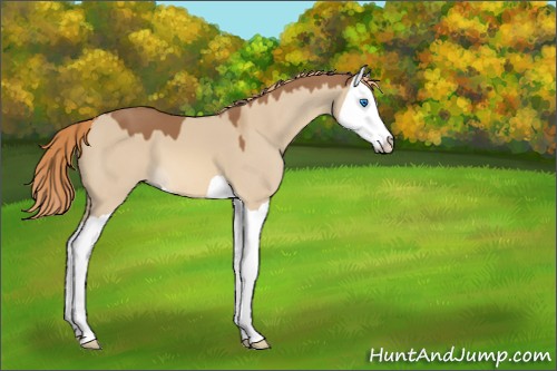 Horse Color:Red Dun Splash 