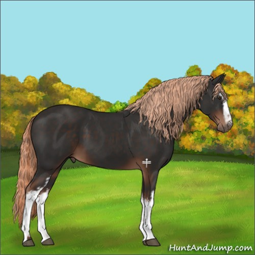 Horse Color:White Spotted Liver Chestnut 