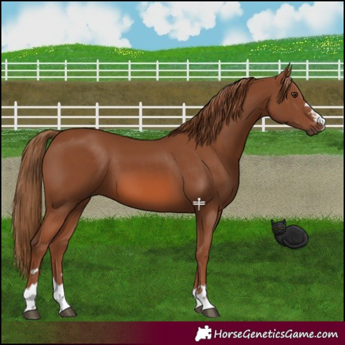 Horse Color:Chestnut 