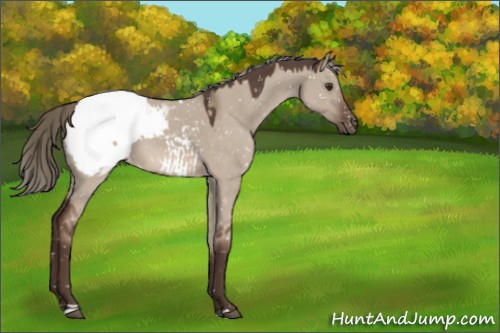 Horse Color:Liver Red Dun Mushroom Appaloosa 