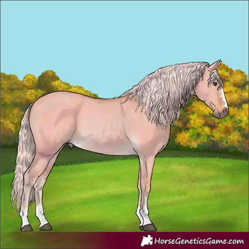 Horse Color:Unknown 