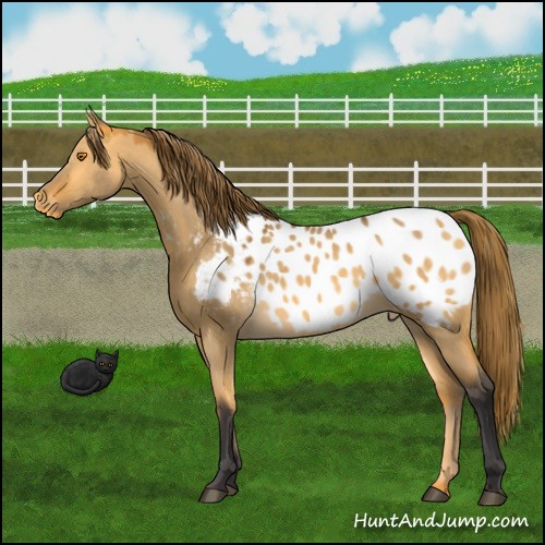 Horse Color:Buckskin Dun Appaloosa 