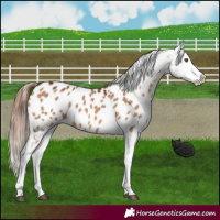 Horse Color:Red Dun Appaloosa
