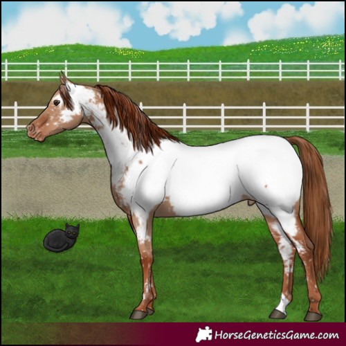 Horse Color:Red Dun Appaloosa Rabicano 