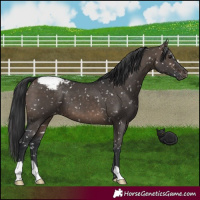 Horse Color:Brown Dun Snowcap 