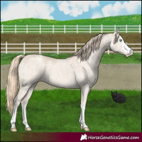 Horse Color:Smoky Creme Dun Varnish Brindle 