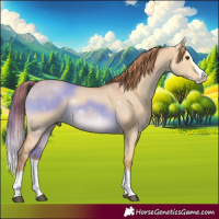 Horse Color:Red Dun Splash