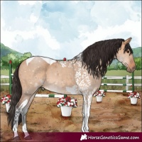 Horse Color:Bay Dun Tobiano 