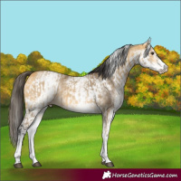 Horse Color:White Spotted Buckskin Dun Rabicano and White Spotted Buckskin Rabicano