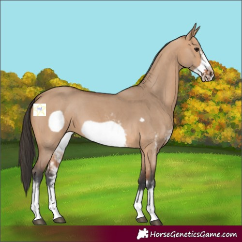 Horse Color:Bay Dun Sabino Frame 